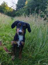 PINO, Hund, Mischlingshund in Hagen - Bild 4