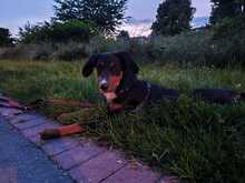 PINO, Hund, Mischlingshund in Hagen - Bild 5