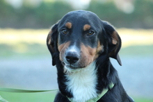 PINO, Hund, Mischlingshund in Hagen - Bild 1