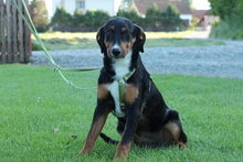 PINO, Hund, Mischlingshund in Hagen - Bild 2