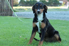 PINO, Hund, Mischlingshund in Hagen - Bild 3