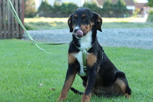 PINO, Hund, Mischlingshund in Hagen - Bild 4