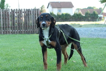 PINO, Hund, Mischlingshund in Hagen - Bild 5