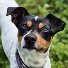 RUBIO, Hund, Bodeguero Andaluz-Mix in Spanien - Bild 1