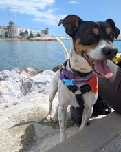 RUBIO, Hund, Bodeguero Andaluz-Mix in Spanien - Bild 2