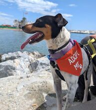 RUBIO, Hund, Bodeguero Andaluz-Mix in Spanien - Bild 3