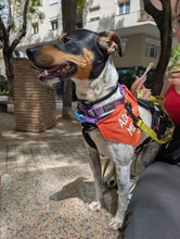 RUBIO, Hund, Bodeguero Andaluz-Mix in Spanien - Bild 4