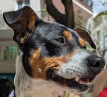 RUBIO, Hund, Bodeguero Andaluz-Mix in Spanien - Bild 5