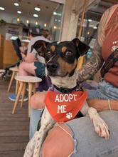 RUBIO, Hund, Bodeguero Andaluz-Mix in Spanien - Bild 6