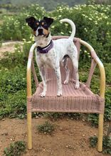 RUBIO, Hund, Bodeguero Andaluz-Mix in Spanien - Bild 7