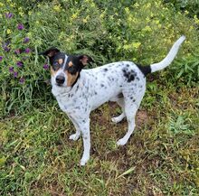 RUBIO, Hund, Bodeguero Andaluz-Mix in Spanien - Bild 8