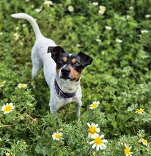 RUBIO, Hund, Bodeguero Andaluz-Mix in Spanien - Bild 9