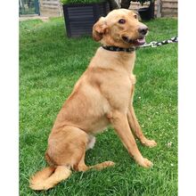 REX, Hund, Mischlingshund in Bad Oeynhausen - Bild 1