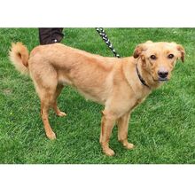 REX, Hund, Mischlingshund in Bad Oeynhausen - Bild 2