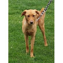 REX, Hund, Mischlingshund in Bad Oeynhausen - Bild 3