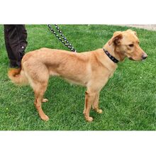 REX, Hund, Mischlingshund in Bad Oeynhausen - Bild 4