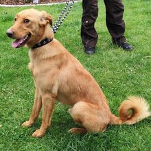 REX, Hund, Mischlingshund in Bad Oeynhausen - Bild 5