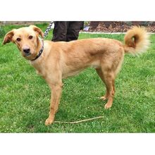 REX, Hund, Mischlingshund in Bad Oeynhausen - Bild 6
