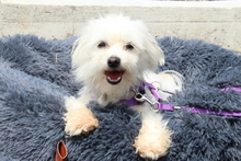 LILLY, Hund, Mischlingshund in Hagen - Bild 1