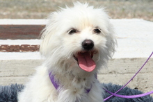 LILLY, Hund, Mischlingshund in Hagen - Bild 3