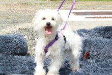 LILLY, Hund, Mischlingshund in Hagen - Bild 4