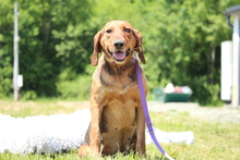 CASSY, Hund, Mischlingshund in Hagen - Bild 1