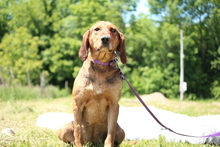 CASSY, Hund, Mischlingshund in Hagen - Bild 2