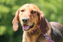 CASSY, Hund, Mischlingshund in Hagen - Bild 3