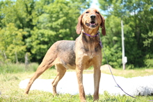 CASSY, Hund, Mischlingshund in Hagen - Bild 4