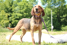CASSY, Hund, Mischlingshund in Hagen - Bild 5