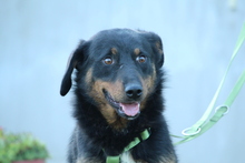NOAH, Hund, Mischlingshund in Hagen - Bild 1