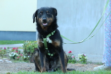 NOAH, Hund, Mischlingshund in Hagen - Bild 2