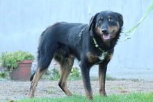 NOAH, Hund, Mischlingshund in Hagen - Bild 3