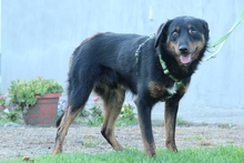 NOAH, Hund, Mischlingshund in Hagen - Bild 4