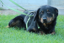 NOAH, Hund, Mischlingshund in Hagen - Bild 5