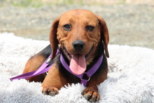 LUPINA, Hund, Mischlingshund in Hagen - Bild 1