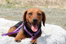 LUPINA, Hund, Mischlingshund in Hagen - Bild 2
