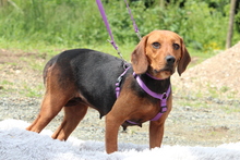 LUPINA, Hund, Mischlingshund in Hagen - Bild 3