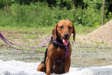 LUPINA, Hund, Mischlingshund in Hagen - Bild 4
