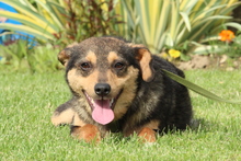CARLO, Hund, Mischlingshund in Hagen - Bild 1