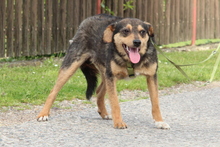 CARLO, Hund, Mischlingshund in Hagen - Bild 2