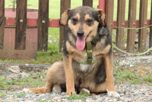 CARLO, Hund, Mischlingshund in Hagen - Bild 3