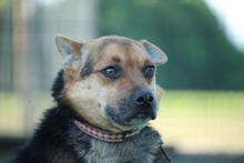 LUPO, Hund, Mischlingshund in Hagen - Bild 1