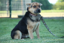 LUPO, Hund, Mischlingshund in Hagen - Bild 2