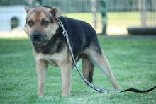 LUPO, Hund, Mischlingshund in Hagen - Bild 3