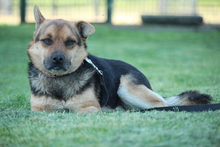 LUPO, Hund, Mischlingshund in Hagen - Bild 4