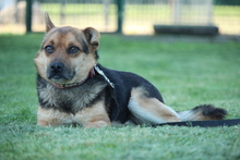 LUPO, Hund, Mischlingshund in Hagen - Bild 5
