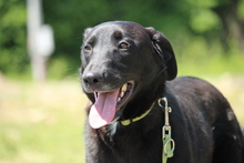 SNOOPY, Hund, Mischlingshund in Hagen - Bild 2