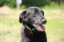 SNOOPY, Hund, Mischlingshund in Hagen - Bild 4