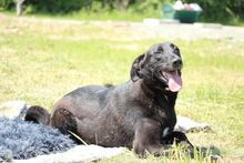 SNOOPY, Hund, Mischlingshund in Hagen - Bild 5